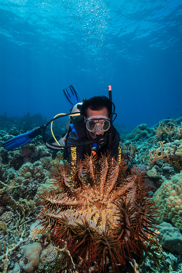 New study predicts coral bleaching, coral-eating starfish invasions
